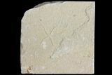 Cretaceous Brittle Star (Geocoma) Fossil - Lebanon #106191-1